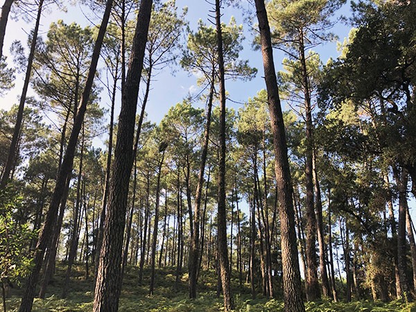 Forêt Scierie Bedora