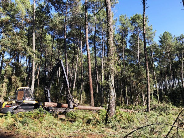 Forêt Scierie Bedora