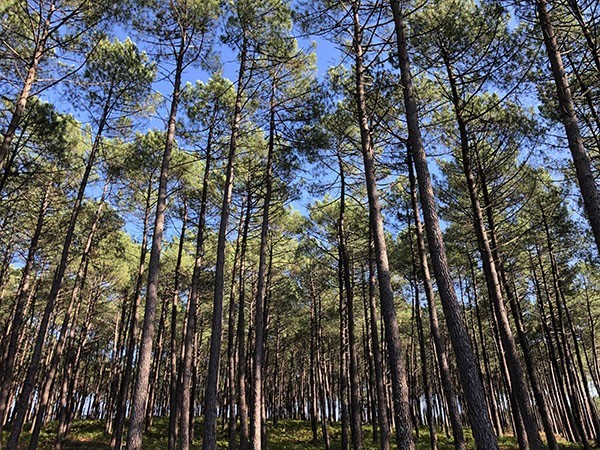 Forêt Scierie Bedora