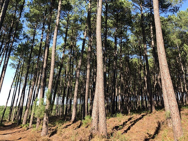 Forêt Scierie Bedora