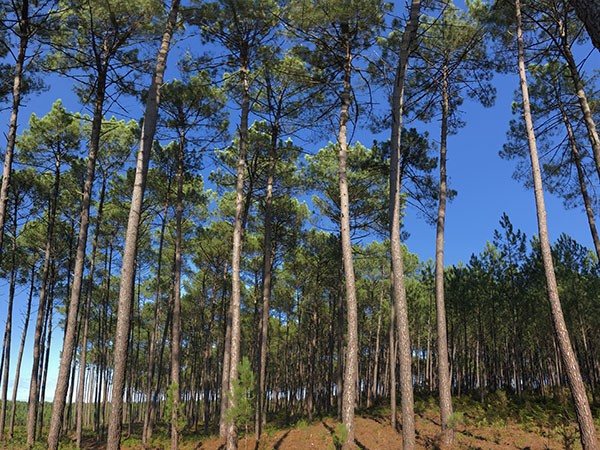 Forêt Scierie Bedora